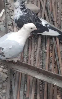 کبوتر