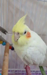 پرنده گمشده