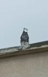 کبوتر سینم