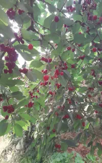 کارگر همه کاره