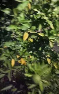 باغ بان