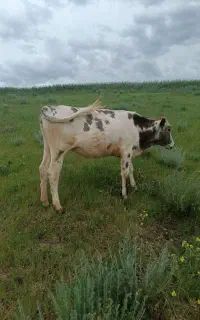 گاو