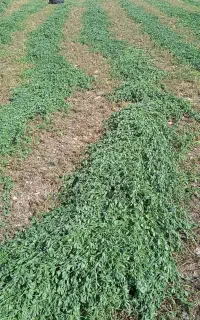 فروش پرس یونجه