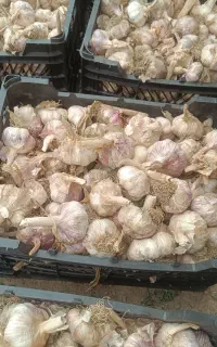 سیر خشک مغان کیلویی سوا کن ببر
