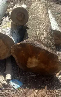 چوب