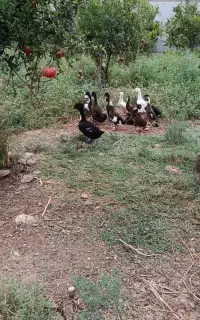 فروش اردک محلی کاکولی