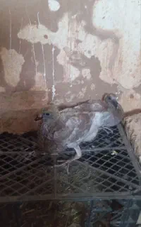 کفتر ماده اوقون گمشده
