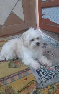 سگ واگذاری