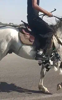 اسب نریان