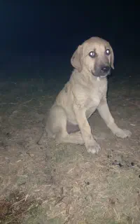 توله خراسان