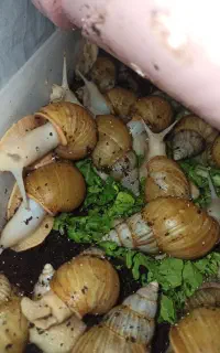 حلزون البینو