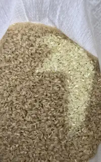 برنج کامفیروزی