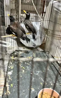 جوجه مرغ مینا ۲ماهه دستی