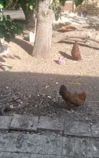 مرغ بومی