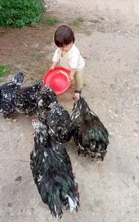 تخم برهما بلک متلد