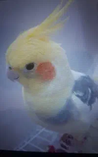 عروس هلندی نر