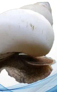 حلزون آلبینوفقط3هزار