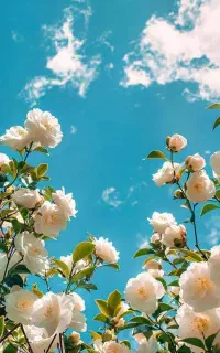 فروش سیم کارت رند اعتباری