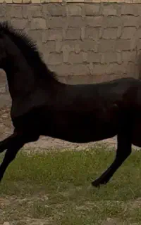 کره اسب کرد مشکی