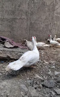 فروش اردک اسرائیلی فقط نر