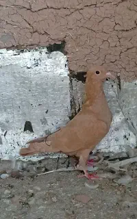 فروش