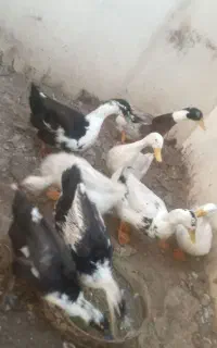 اردک گوشتی