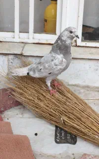 کبوتر فروشی