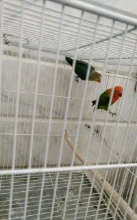 کوتوله برزیلی