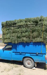 فروش یونجه