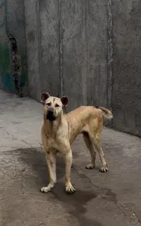 سرابی بز