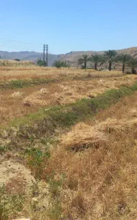 گندم فروشی