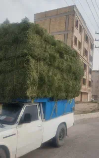 یونجه درجه یک