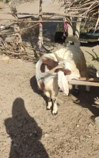 نری