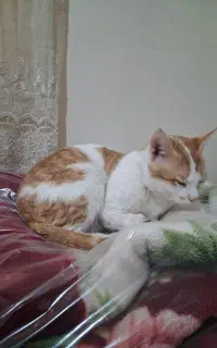 واگذاری گربه خانگی