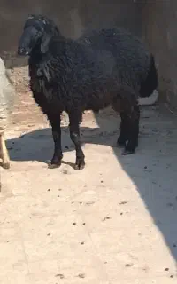 گوسفند قوچ افشار