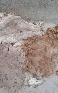 پشم گوسفند