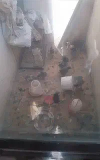 ۱۵ عددجوجه