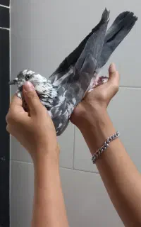 مجسمه