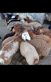 بره کشتار پروار با نژاد های مختلف