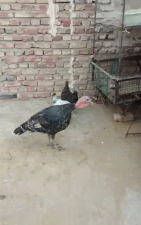 بوقلمون محلی