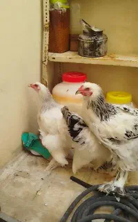 مرغ برهما