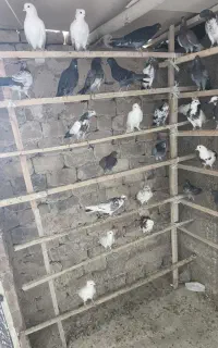 کبوتر تیرماهی به ضمانت(جوجه)