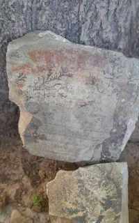 سنگ شجر