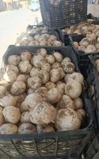 خرید و فروش سیر و موسیر همدان
