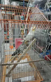 طوطی عروس یک جفت نروماده