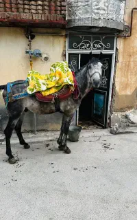 اسب ۶ ساله