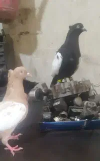 کفتر