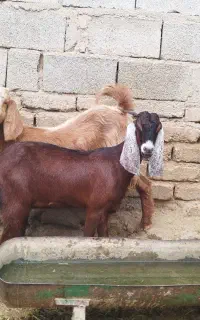 فروش دو عدد گیسه چاق هم داشتی هم کشت جفت دوقلو