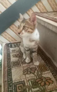 گربه ملوس