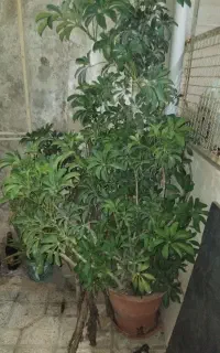 گل شفلورابونسای 2متر ارتفاع